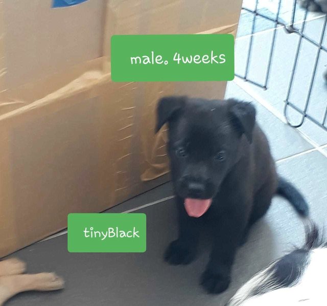 Tiny Black - Mixed Breed Dog