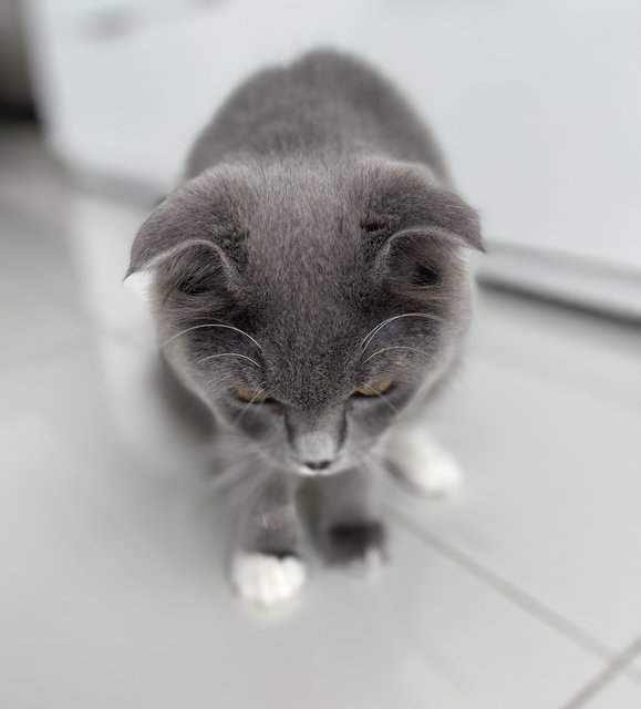 Oreo - Scottish Fold Cat