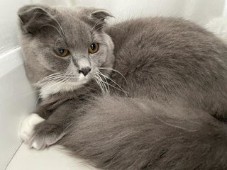 Oreo - Scottish Fold Cat