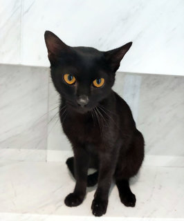 Sirius - Domestic Short Hair Cat