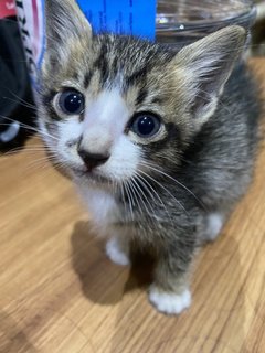 Kitty - Domestic Short Hair Cat