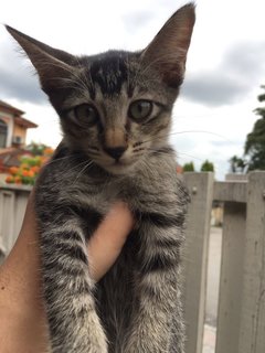 A frisky tabby who is suspected to be female, can't tell for sure just yet.