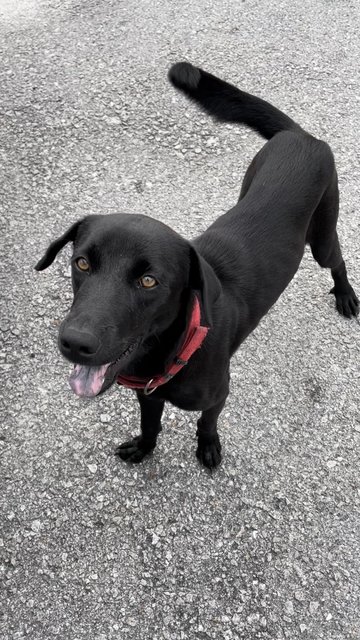 Layla - Labrador Retriever + Weimaraner Dog