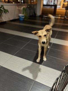 Golden Puppy For Adoption  - Mixed Breed Dog