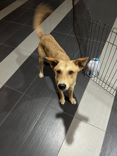 Golden Puppy For Adoption  - Mixed Breed Dog