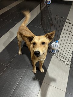 Golden Puppy For Adoption  - Mixed Breed Dog