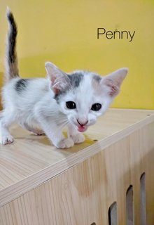 Kittens - Domestic Short Hair Cat