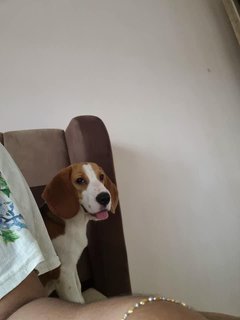 Scoobie - Beagle Dog