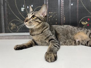 Mars “m” Forehead  - Domestic Short Hair Cat