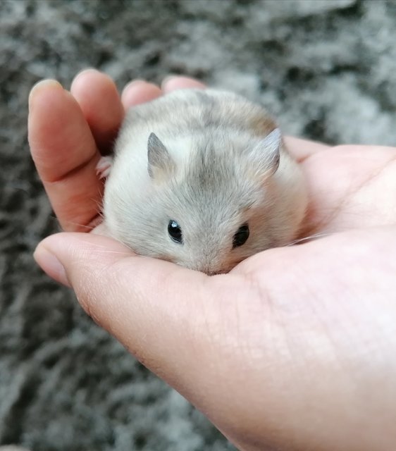 Powder - Roborovsky's Hamster Hamster