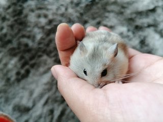 Powder - Roborovsky's Hamster Hamster