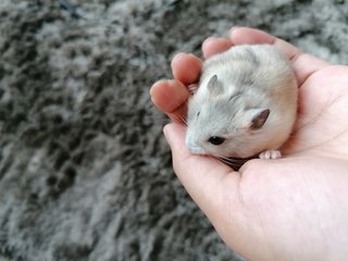 Powder - Roborovsky's Hamster Hamster