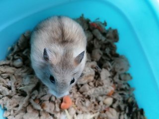 Powder - Roborovsky's Hamster Hamster