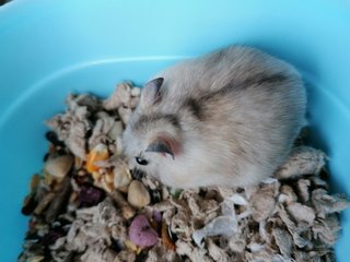 Powder - Roborovsky's Hamster Hamster