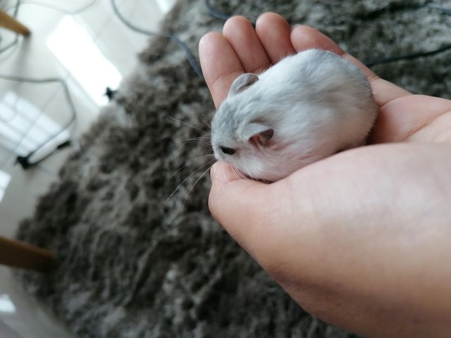 Floof - Roborovsky's Hamster Hamster