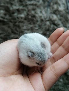 Floof - Roborovsky's Hamster Hamster