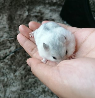 Floof - Roborovsky's Hamster Hamster