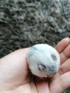 Floof - Roborovsky's Hamster Hamster