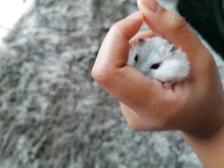 Floof - Roborovsky's Hamster Hamster