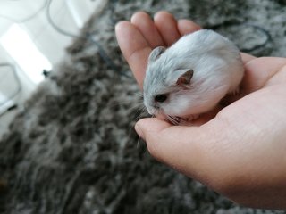 Floof - Roborovsky's Hamster Hamster