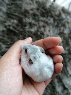 Floof - Roborovsky's Hamster Hamster