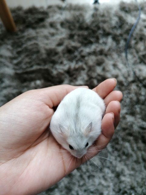 Pearly - Roborovsky's Hamster Hamster