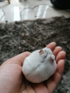 Pearly - Roborovsky's Hamster Hamster