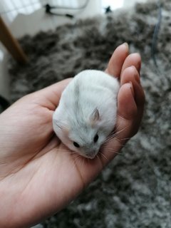 Pearly - Roborovsky's Hamster Hamster