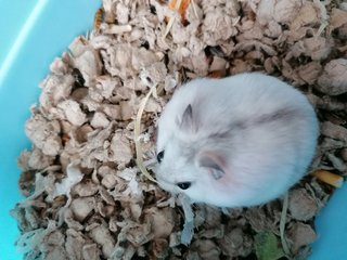 Pearly - Roborovsky's Hamster Hamster