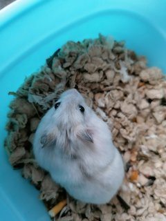 Pearly - Roborovsky's Hamster Hamster