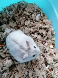 Pearly - Roborovsky's Hamster Hamster