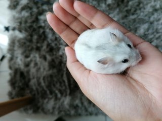 Pearly - Roborovsky's Hamster Hamster