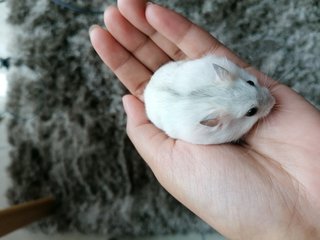 Pearly - Roborovsky's Hamster Hamster