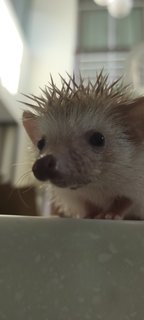 Jojo - Hedgehog Small & Furry