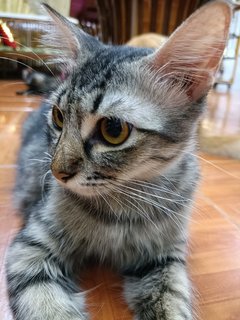 Bubu - Domestic Long Hair Cat