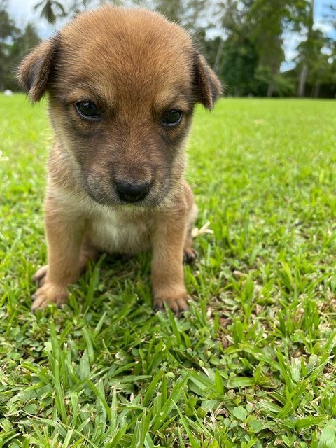 Bailey  - Mixed Breed Dog