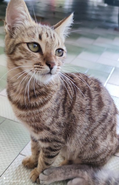 Domestic Short Hair Kittens For Adoption 2 Years 8 Months Knotty And Tuffy From Kepong Kuala 