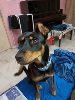 Trixie - Mixed Breed Dog