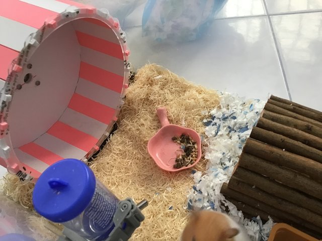 Golden - Syrian / Golden Hamster Hamster