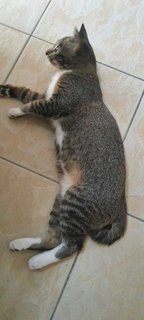 Kopi (Fka Ashton) - Domestic Short Hair Cat