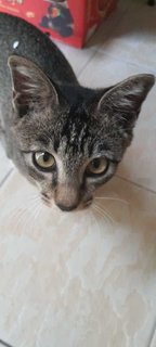 Kopi (Fka Ashton) - Domestic Short Hair Cat