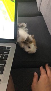 Chibi - Guinea Pig Small & Furry