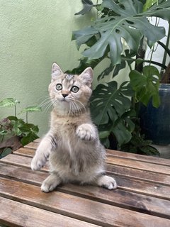 Teddy - British Shorthair Cat