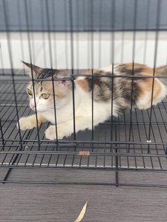 Lea - Calico Cat