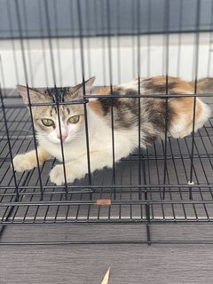 Lea - Calico Cat