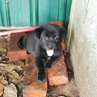 Cola - Mixed Breed Dog