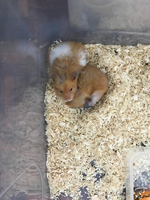 PF114617 - Syrian / Golden Hamster Hamster