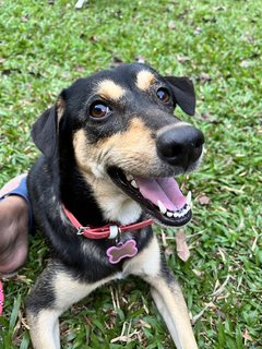 Luna - Miniature Pinscher Mix Dog