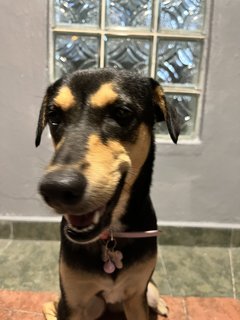 Luna - Miniature Pinscher Mix Dog