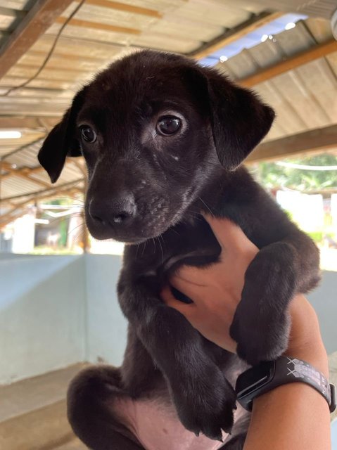 Pinkie - Labrador Retriever Mix Dog